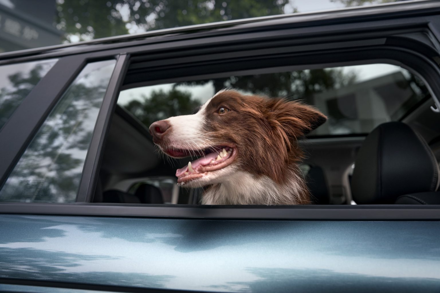 Animal de companie și Jaecoo 5